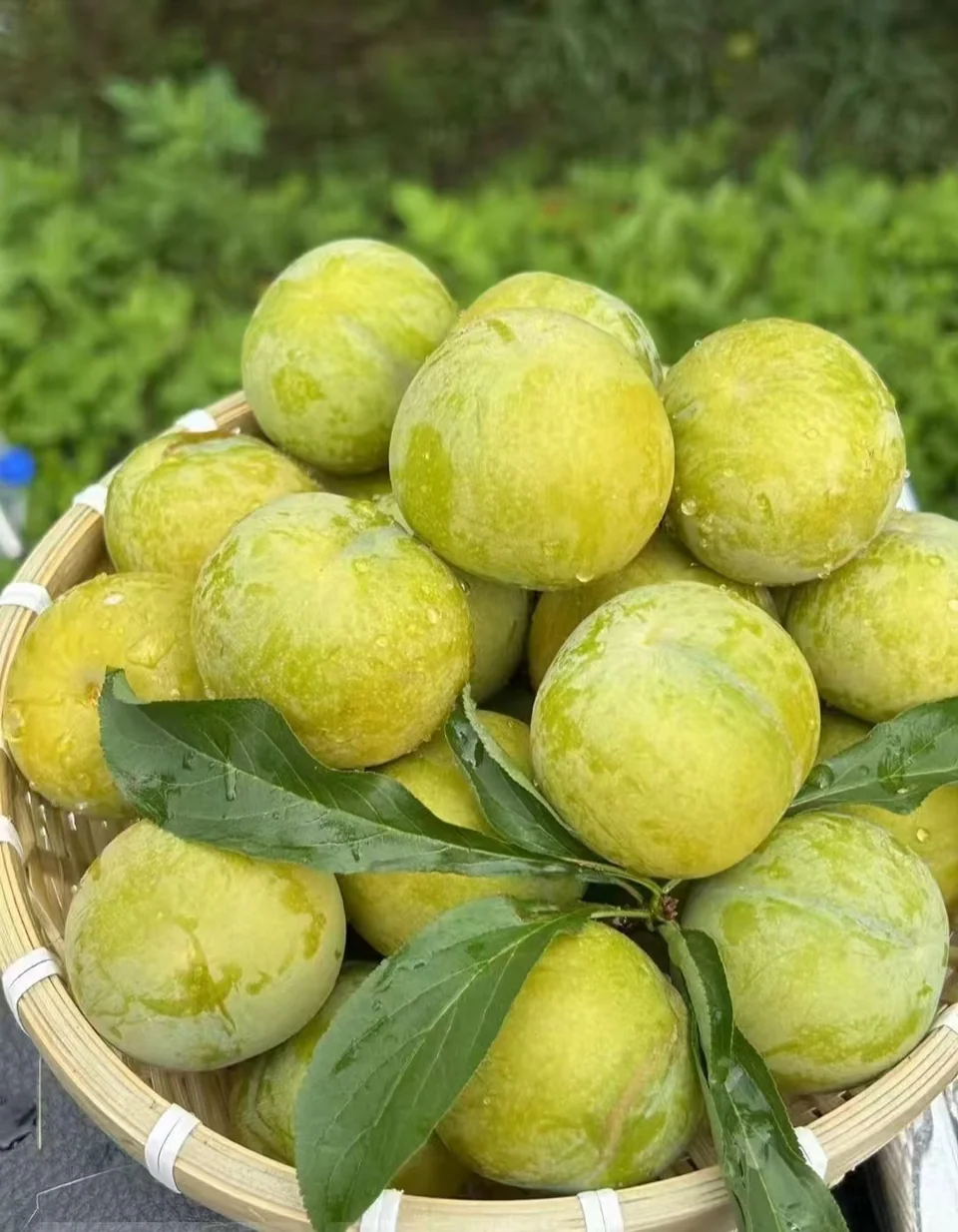 盛放在竹篮中的青黄色蜂糖李